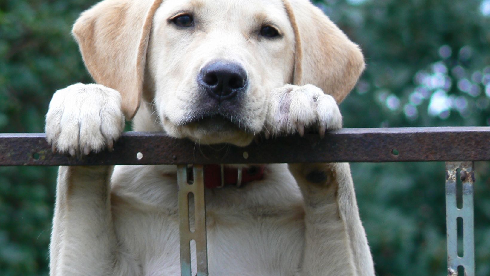 The link between past trauma and aggression in rescue labradors